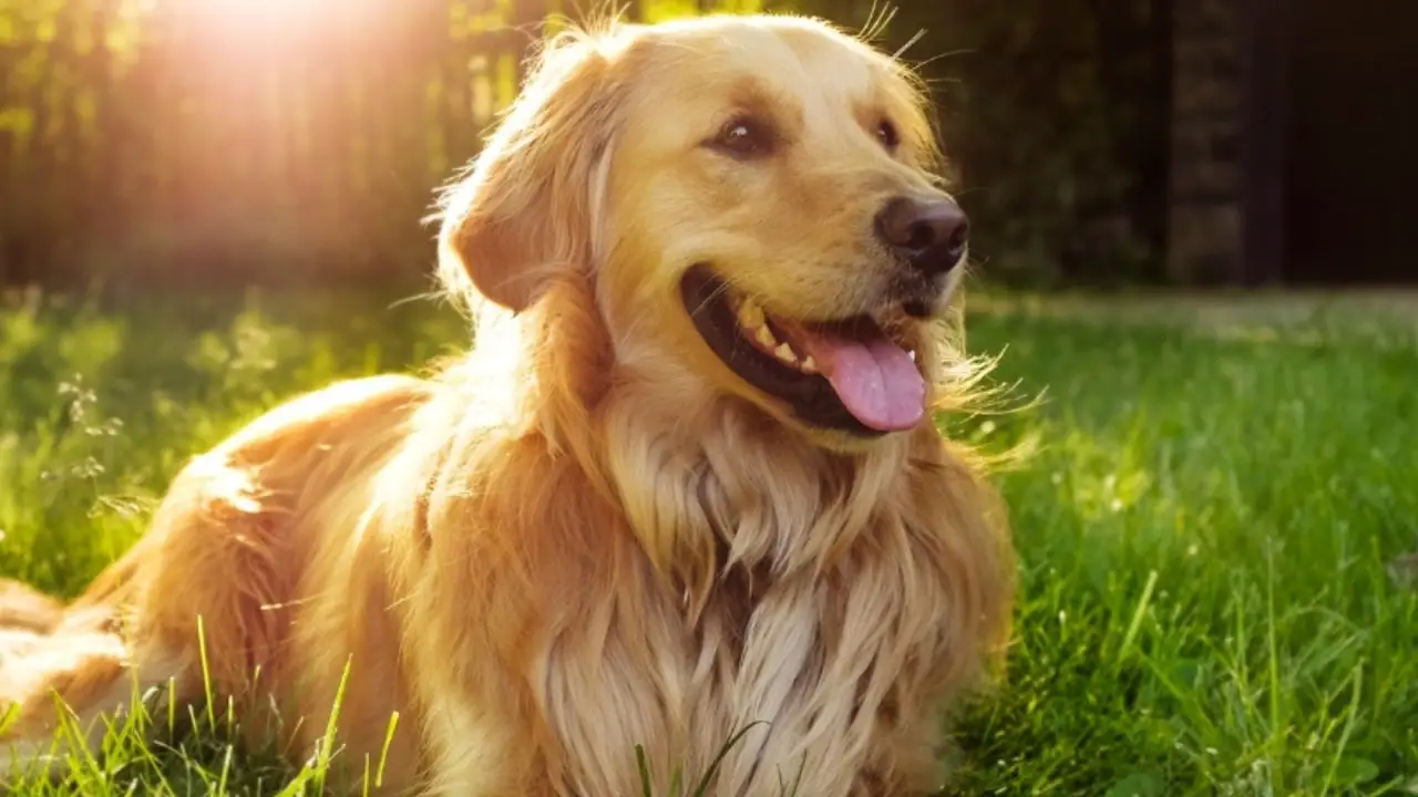 best dogs for mental health