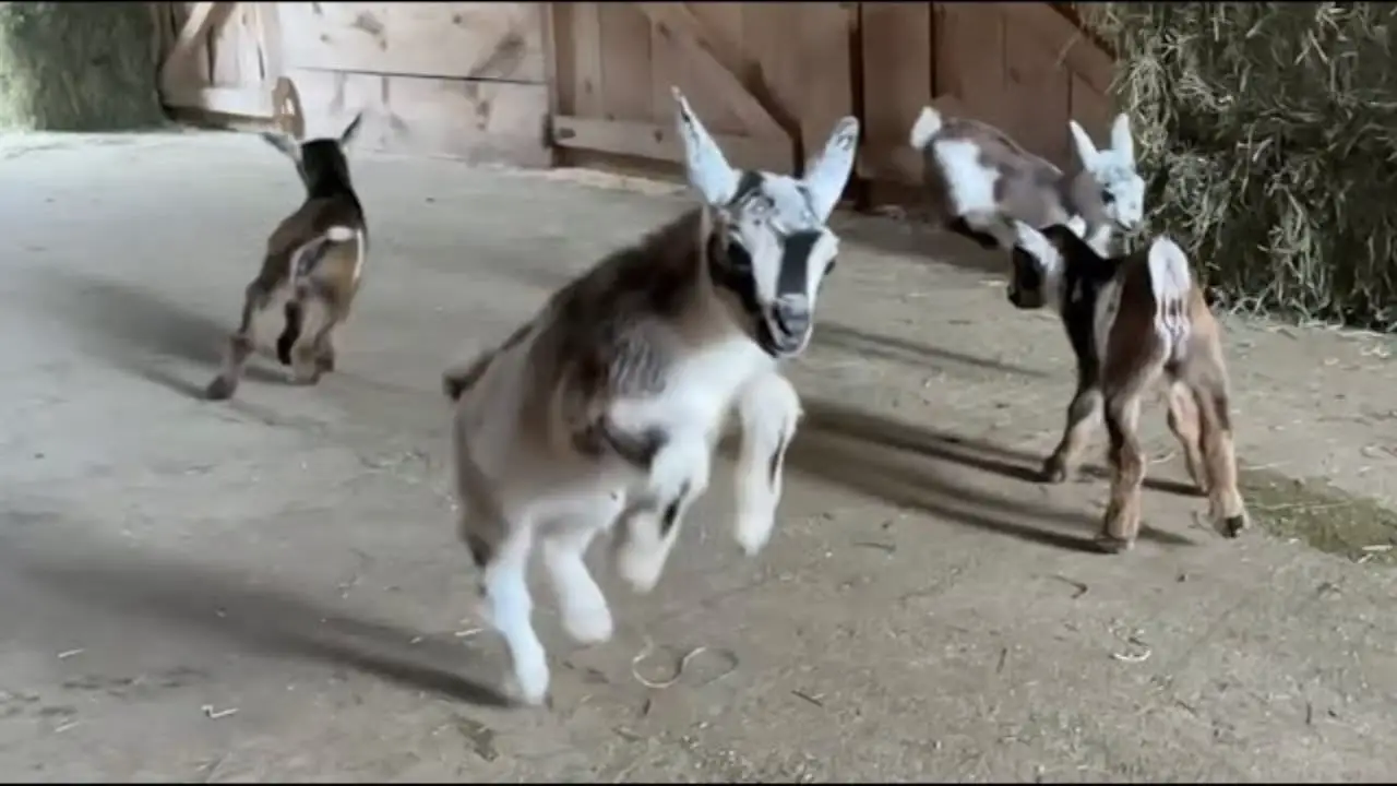 slow motion goats video